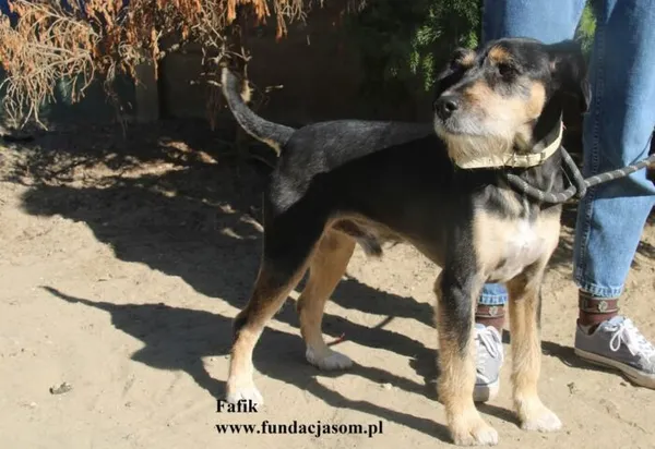 Pies do adopcji, Nowy Dwór Mazowiecki, 11 sierpnia 2025 (5/5)
