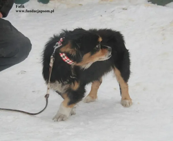 Pies do adopcji, Nowy Dwór Mazowiecki, 23 stycznia 2026 (3/5)
