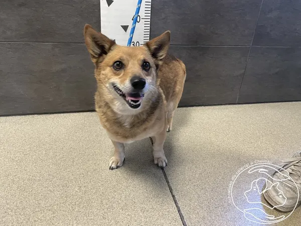 Znaleziono psa, Chełmek, 9 sierpnia 2025