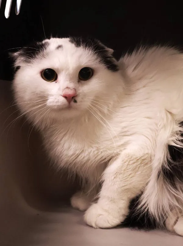 Znaleziono kota, Łódź, 11 sierpnia 2025 (1/5)