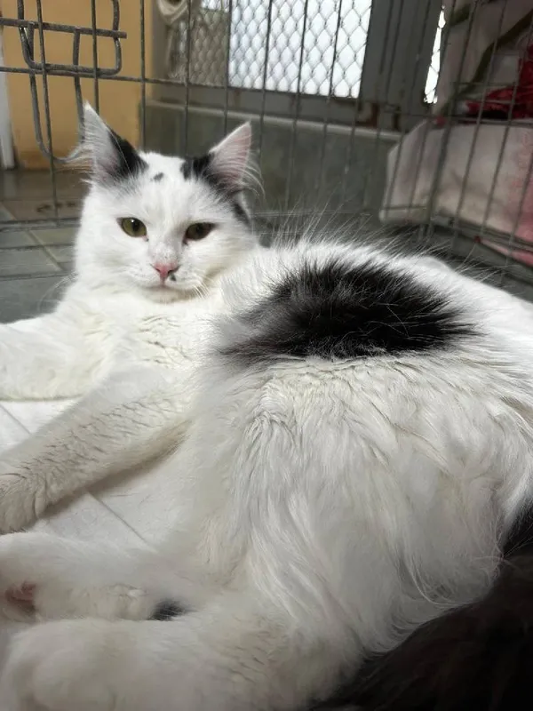 Znaleziono kota, Łódź, 11 sierpnia 2025 (4/5)