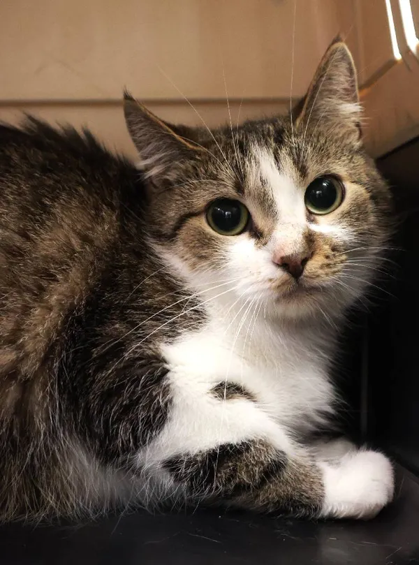 Znaleziono kota, Łódź, 11 sierpnia 2025 (1/2)