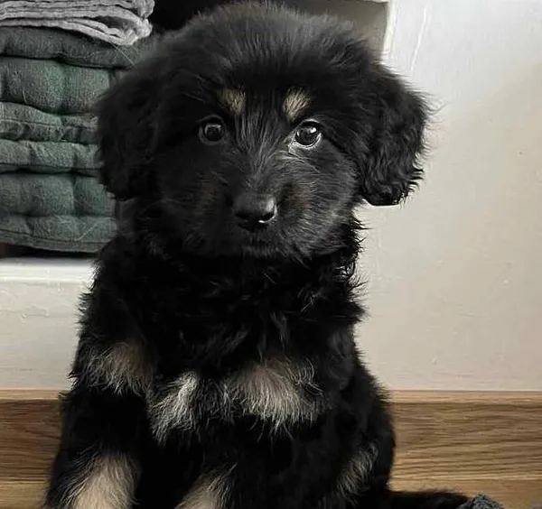 Znaleziono psa, Toruń, 9 sierpnia 2025