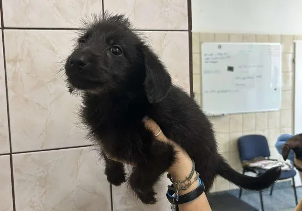 Znaleziono psa, Toruń, 9 sierpnia 2025