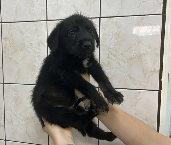 Znaleziono psa, Toruń, 9 sierpnia 2025