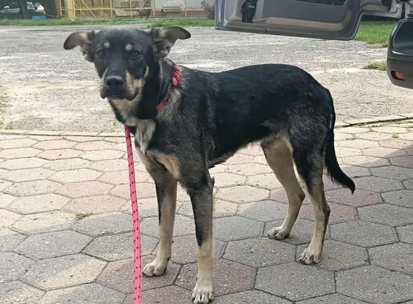 Znaleziono psa, Toruń, 7 sierpnia 2025