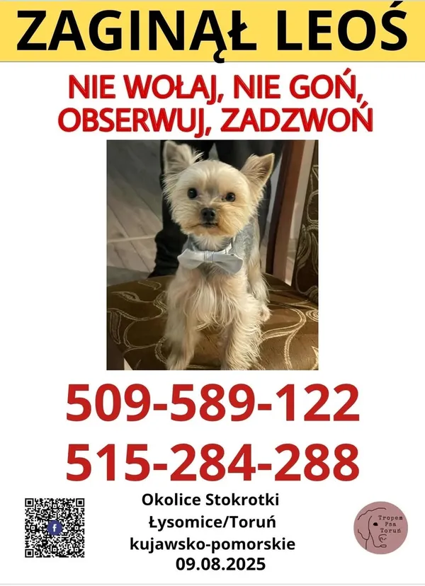 Zaginął pies, Łysomice, 11 sierpnia 2025 (1/2)