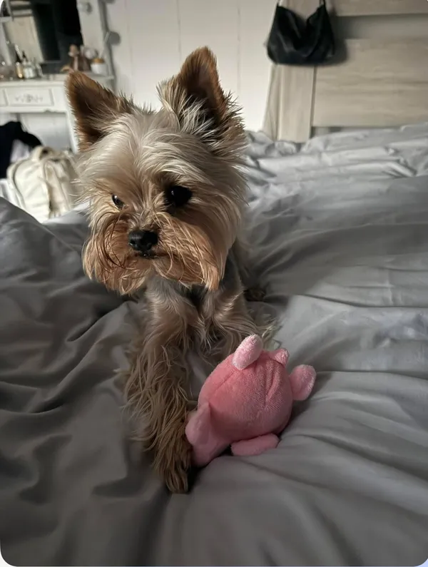 Zaginął pies, Łysomice, 11 sierpnia 2025 (2/2)