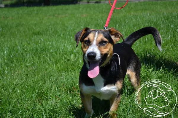 Pies do adopcji, Chełmek, 11 sierpnia 2025