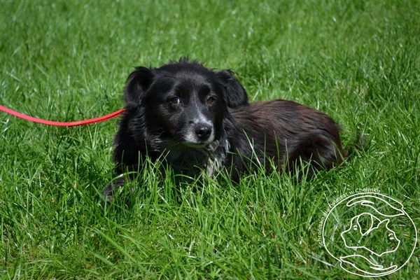 Pies do adopcji, Chełmek, 26 lipca 2025