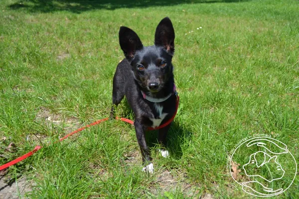 Pies do adopcji, Chełmek, 17 lipca 2025