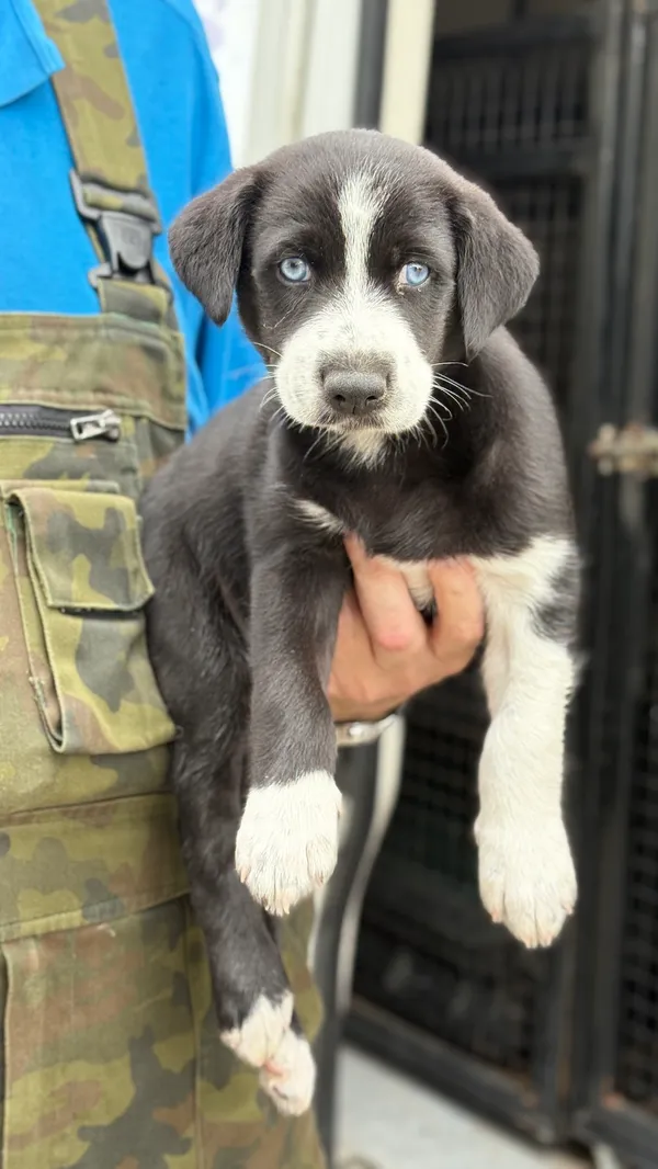 Znaleziono psa, Gdańsk, 11 sierpnia 2025