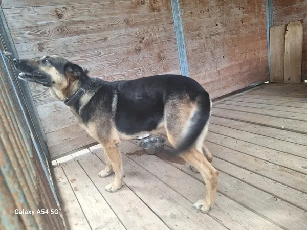 Pies do adopcji, Orzechowce, 11 sierpnia 2025 (3/5)