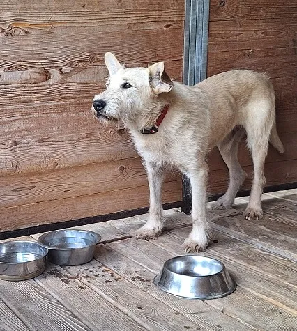 Pies do adopcji, Orzechowce, 11 sierpnia 2025 (1/5)