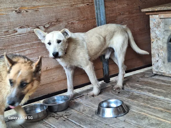 Pies do adopcji, Orzechowce, 11 sierpnia 2025 (2/5)