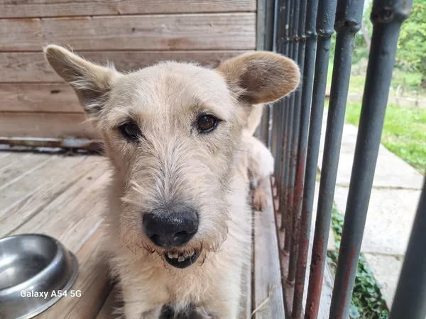 Pies do adopcji, Orzechowce, 11 sierpnia 2025 (3/5)