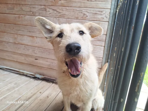 Pies do adopcji, Orzechowce, 11 sierpnia 2025 (5/5)