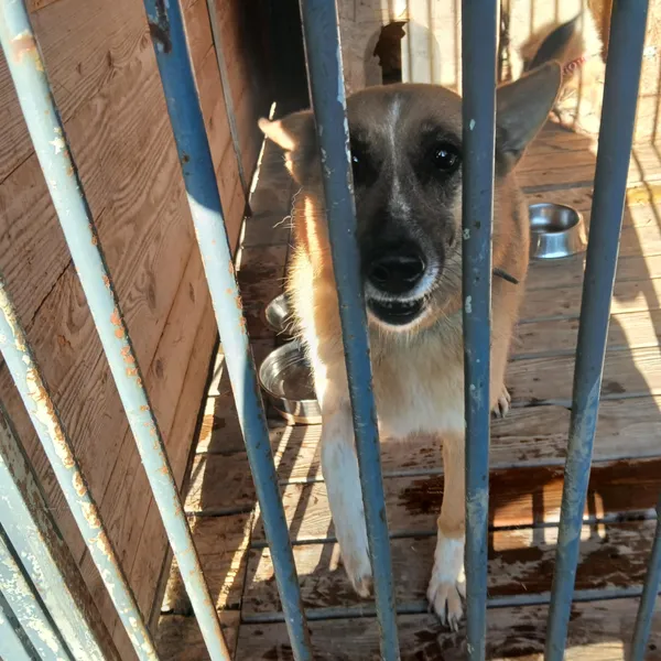 Pies do adopcji, Orzechowce, 11 sierpnia 2025 (1/5)