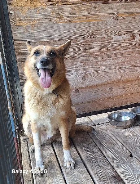 Pies do adopcji, Orzechowce, 11 sierpnia 2025 (2/5)