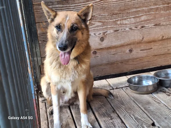 Pies do adopcji, Orzechowce, 11 sierpnia 2025 (3/5)