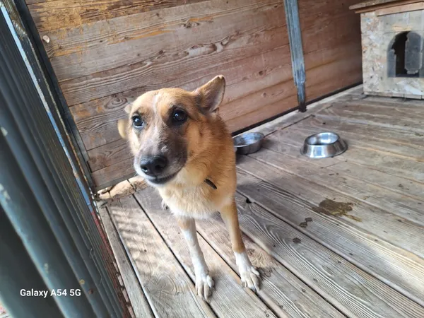 Pies do adopcji, Orzechowce, 11 sierpnia 2025 (4/5)