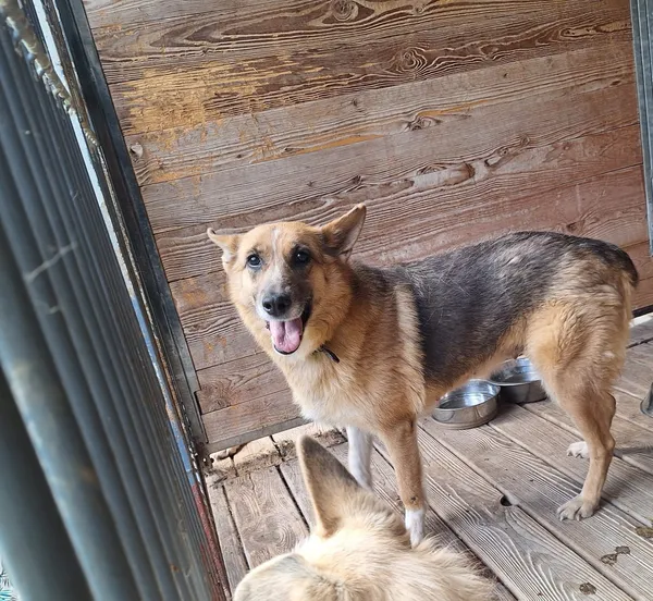 Pies do adopcji, Orzechowce, 11 sierpnia 2025 (5/5)