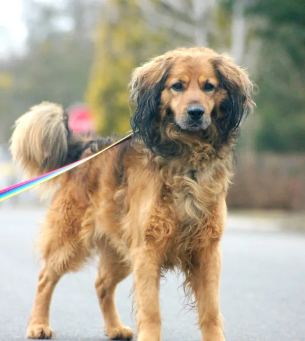 Pies do adopcji, Konin, 21 grudnia 2024 (1/2)