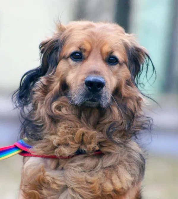 Pies do adopcji, Konin, 21 grudnia 2024 (2/2)