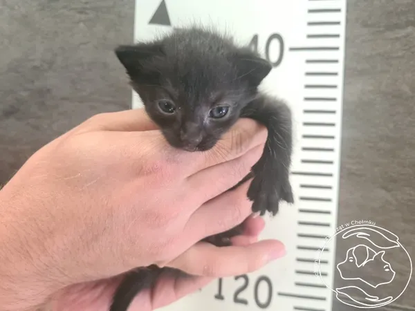 Znaleziono kota, Chełmek, 11 sierpnia 2025