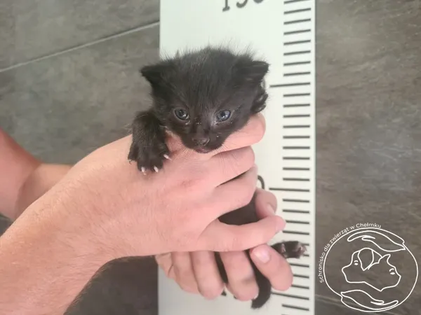 Znaleziono kota, Chełmek, 11 sierpnia 2025