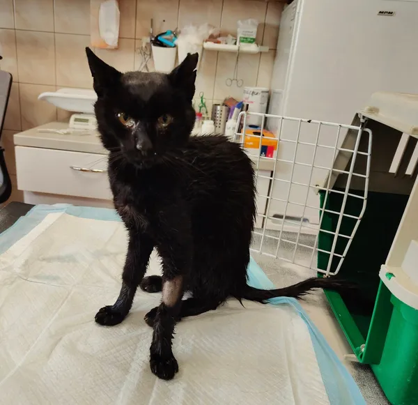 Kot do adopcji, Włocławek, 8 sierpnia 2025