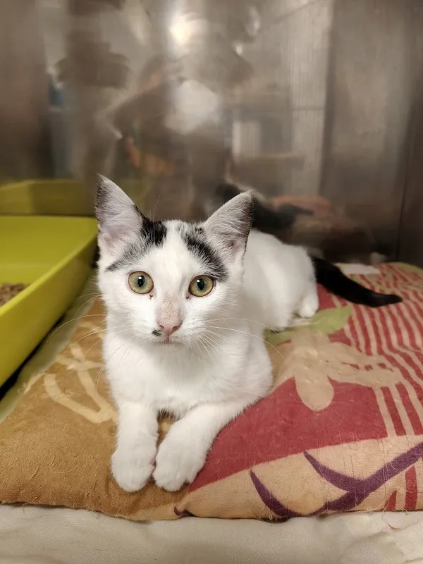 Kot do adopcji, Włocławek, 8 sierpnia 2025 (2/5)