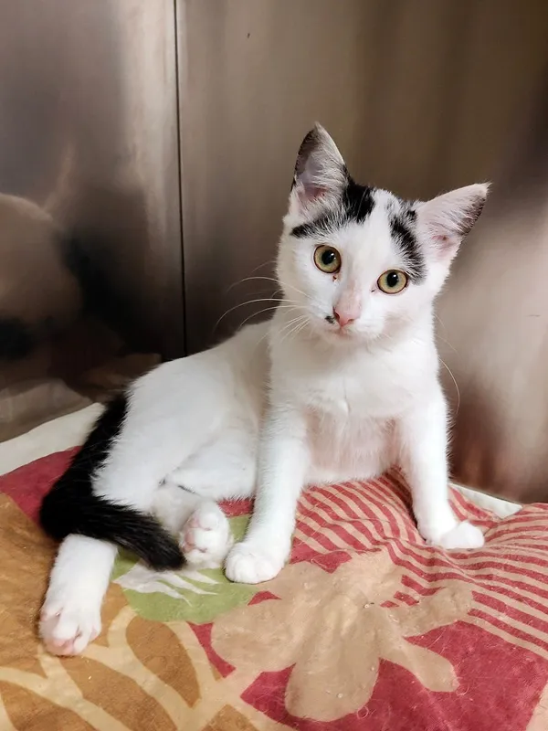 Kot do adopcji, Włocławek, 8 sierpnia 2025 (4/5)