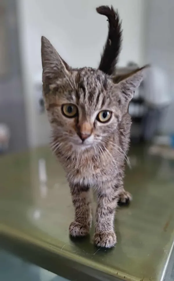 Znaleziono kota, Lublin, 11 sierpnia 2025