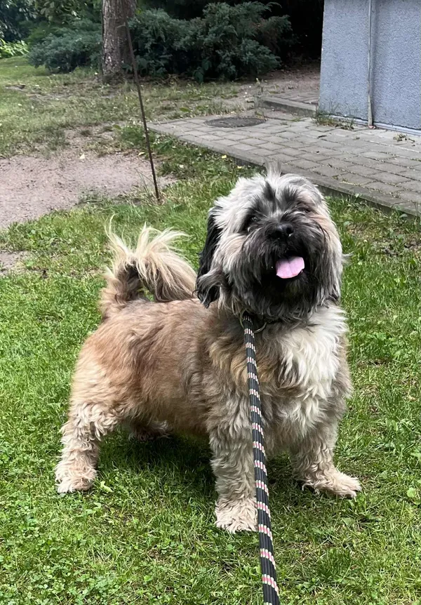 Pies do adopcji, Włocławek, 10 sierpnia 2025 (1/5)