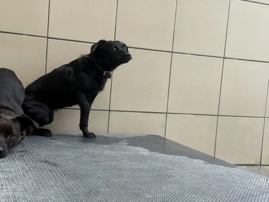 Pies do adopcji, Kraków, 28 lipca 2025