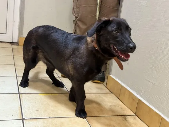 Pies do adopcji, Kraków, 28 lipca 2025