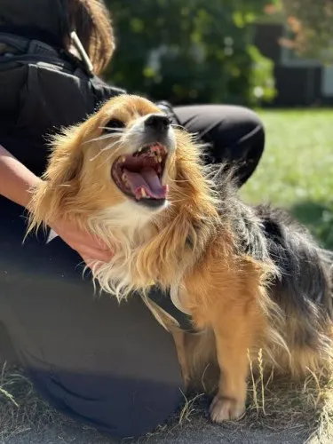 Pies do adopcji, Kraków, 28 lipca 2025 (1/4)