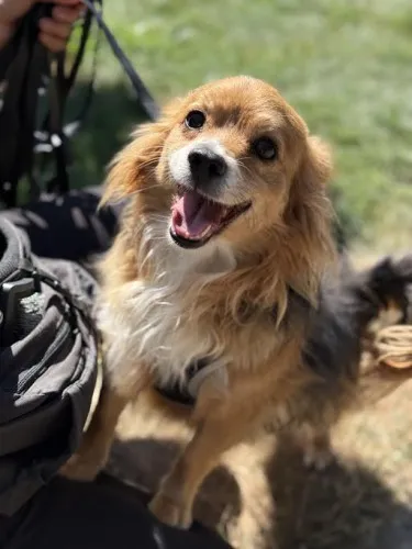 Pies do adopcji, Kraków, 28 lipca 2025 (3/4)