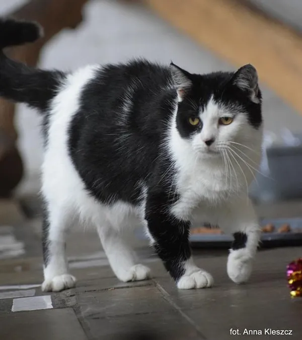 Znaleziono kota, Toruń, 3 września 2025