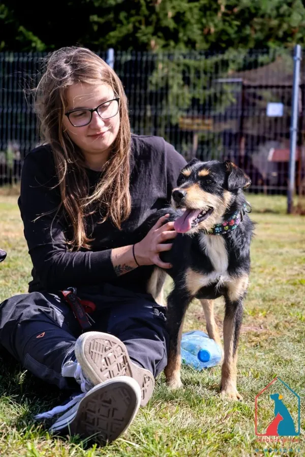 Pies do adopcji, Grudziądz, 25 lipca 2025 (2/5)