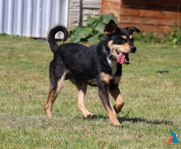 Pies do adopcji, Grudziądz, 25 lipca 2025 (4/5)