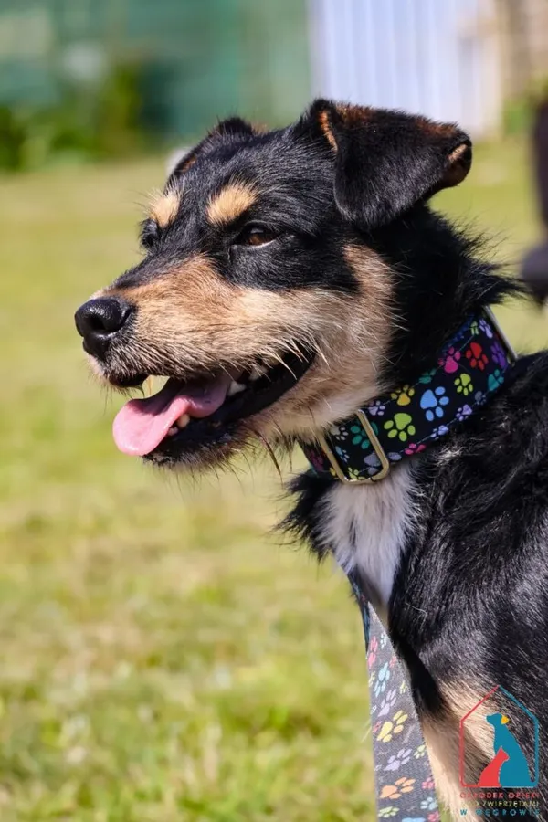 Pies do adopcji, Grudziądz, 25 lipca 2025 (5/5)