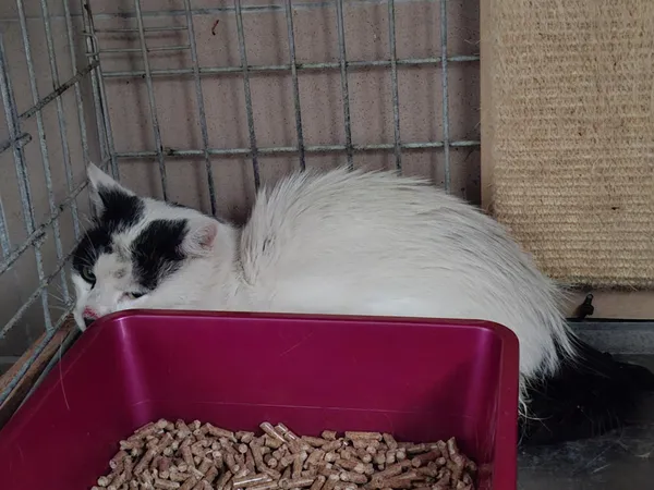 Znaleziono kota, Bydgoszcz, 11 sierpnia 2025