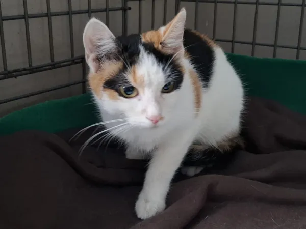 Znaleziono kota, Bydgoszcz, 11 sierpnia 2025