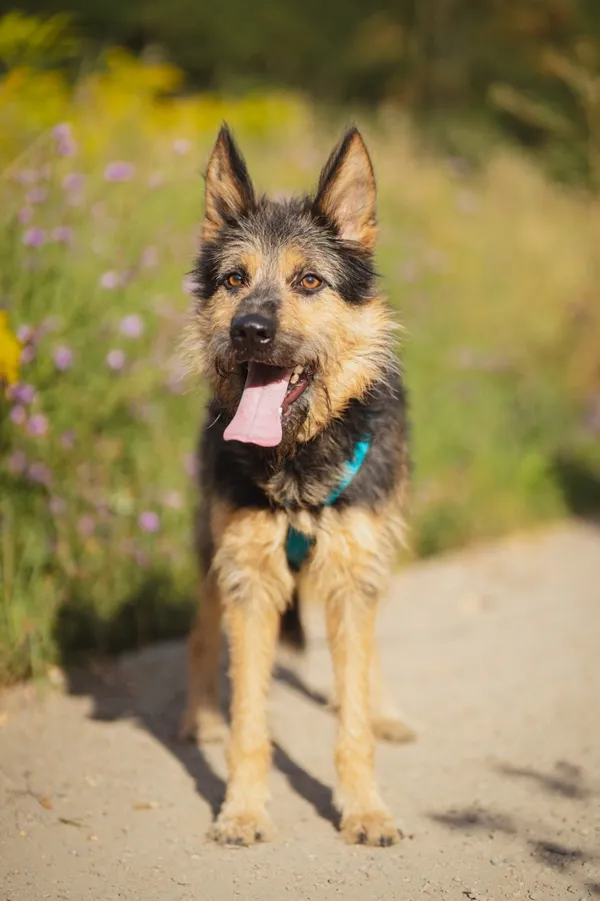 Znaleziono psa, Sosnowiec, 10 sierpnia 2025 (4/5)