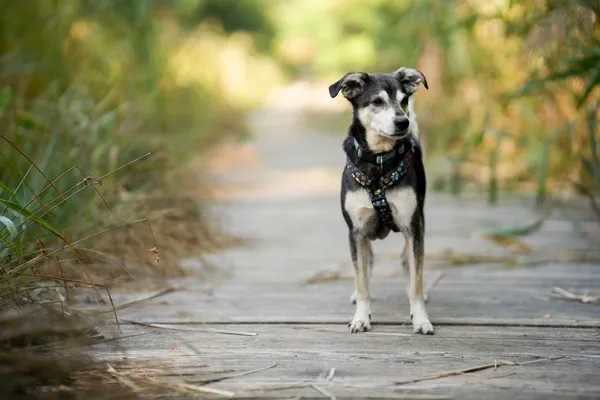 Znaleziono psa, Sosnowiec, 10 sierpnia 2025 (3/5)