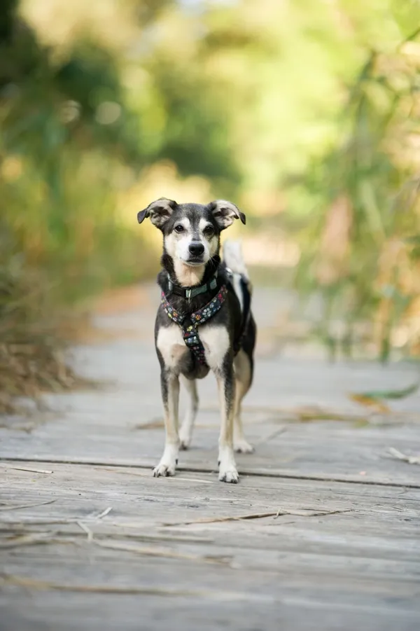 Znaleziono psa, Sosnowiec, 10 sierpnia 2025 (5/5)