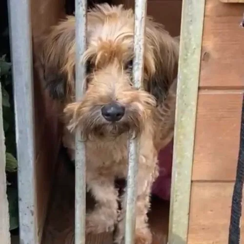 Pies do adopcji, Głowno, 11 sierpnia 2025 (2/5)