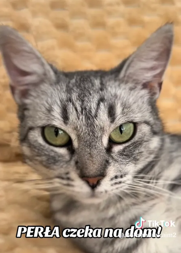 Kot do adopcji, Radom, 12 sierpnia 2025